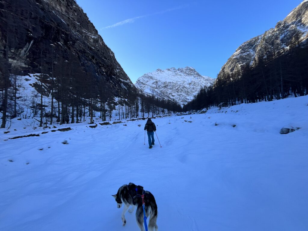 cani raquette ecrins