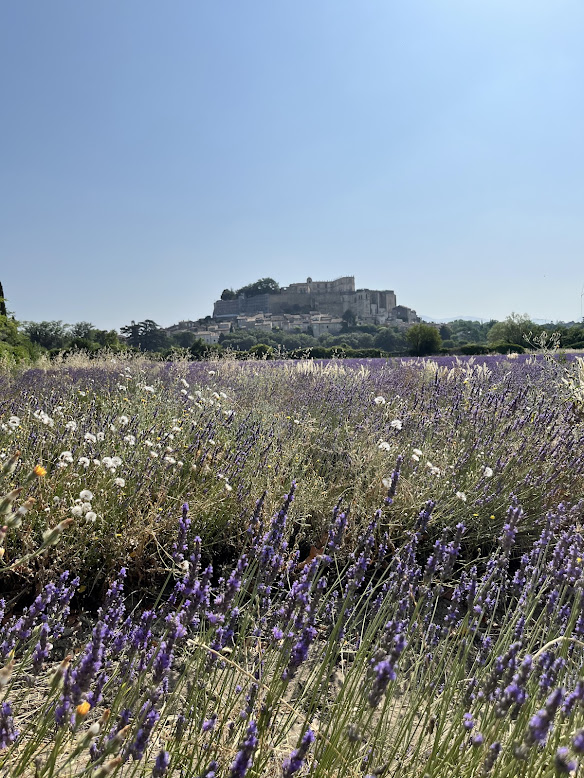 Grignan lavandes