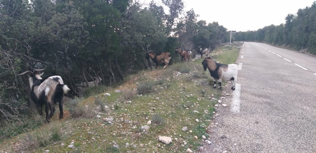 Les fameuses Chèvres d'Ardèche