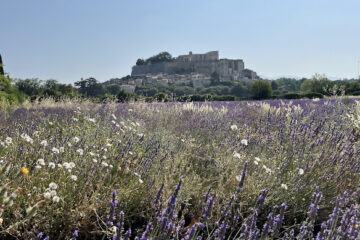 Grignan lavandes